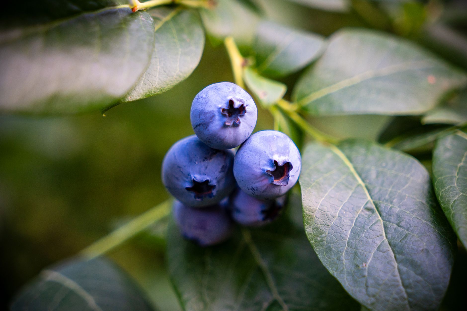 $151,000 awarded for Blueberry Research in Abbotsford