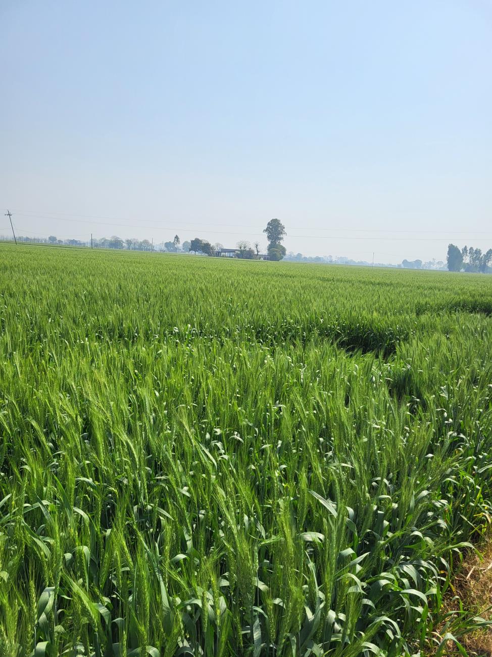 Visiting Punjab Part 1